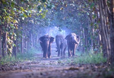 S C Deems Jamnagar a Safe and Optimal Home for Vantara's Animals