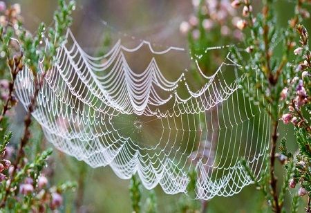 Kraig Signs Spider Silk Pact with Southeast Asia Agency