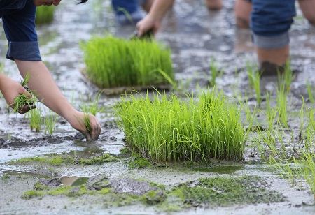  DFI Boosts Green Rice Supply Amid Rising Demand