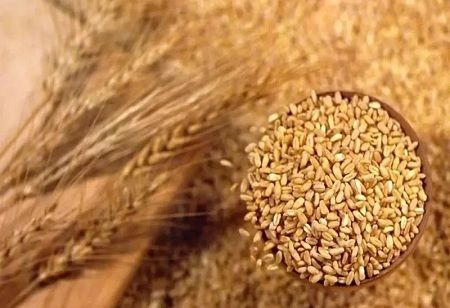  Kazakhstan Boosts Grain Exports Across Central Asia